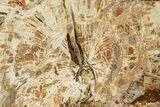 Beautiful Petrified Wood (Araucaria) Slab - Madagascar #361498-1